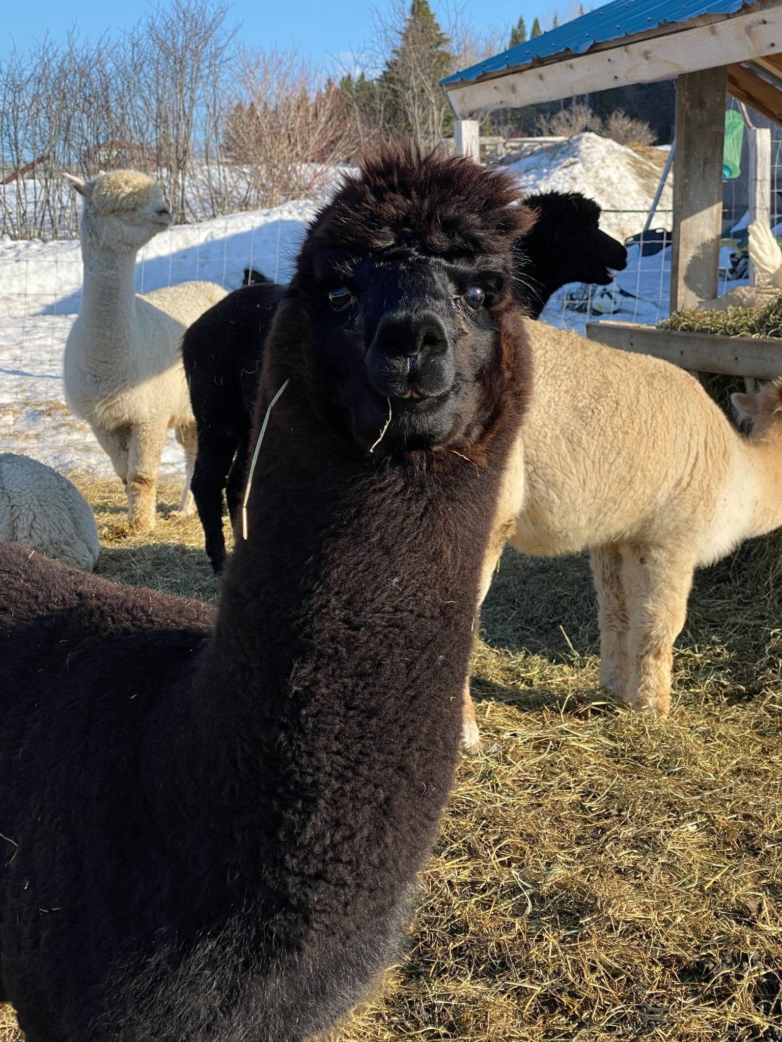 Tumia LAC - Alpaca Gloves - Handmade In Bolivia From 100% Alpaca Wool, Off-white, One Size