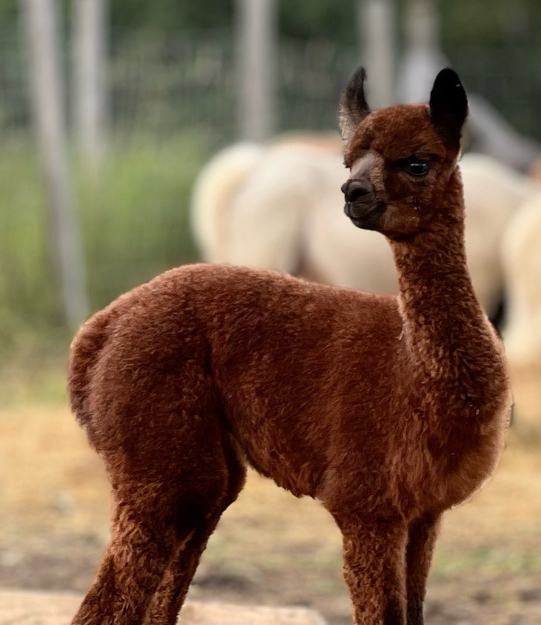 The History of Alpaca Fiber – Ferme MarieBob