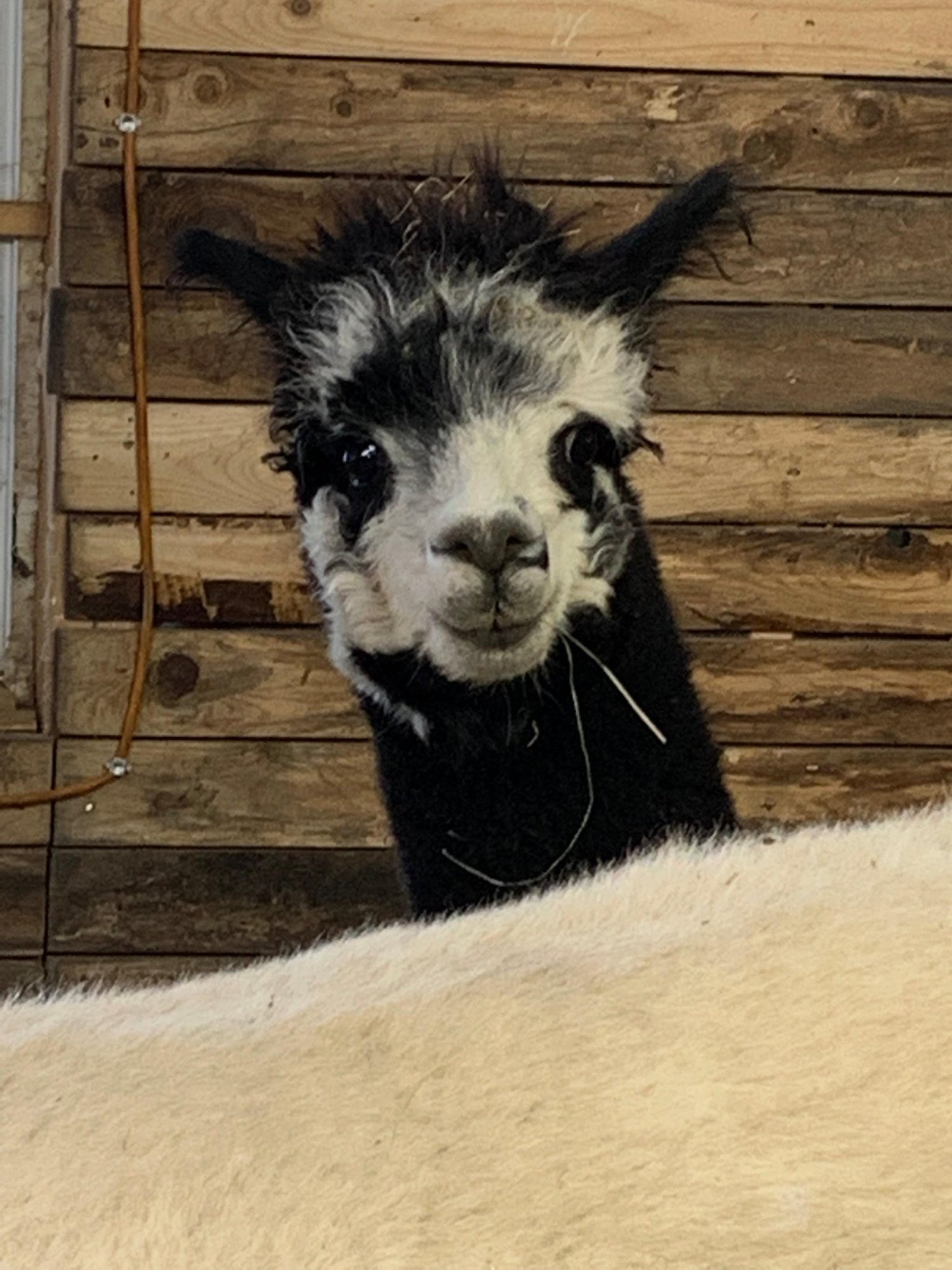 PRODUITS VEDETTE - Ferme MarieBob