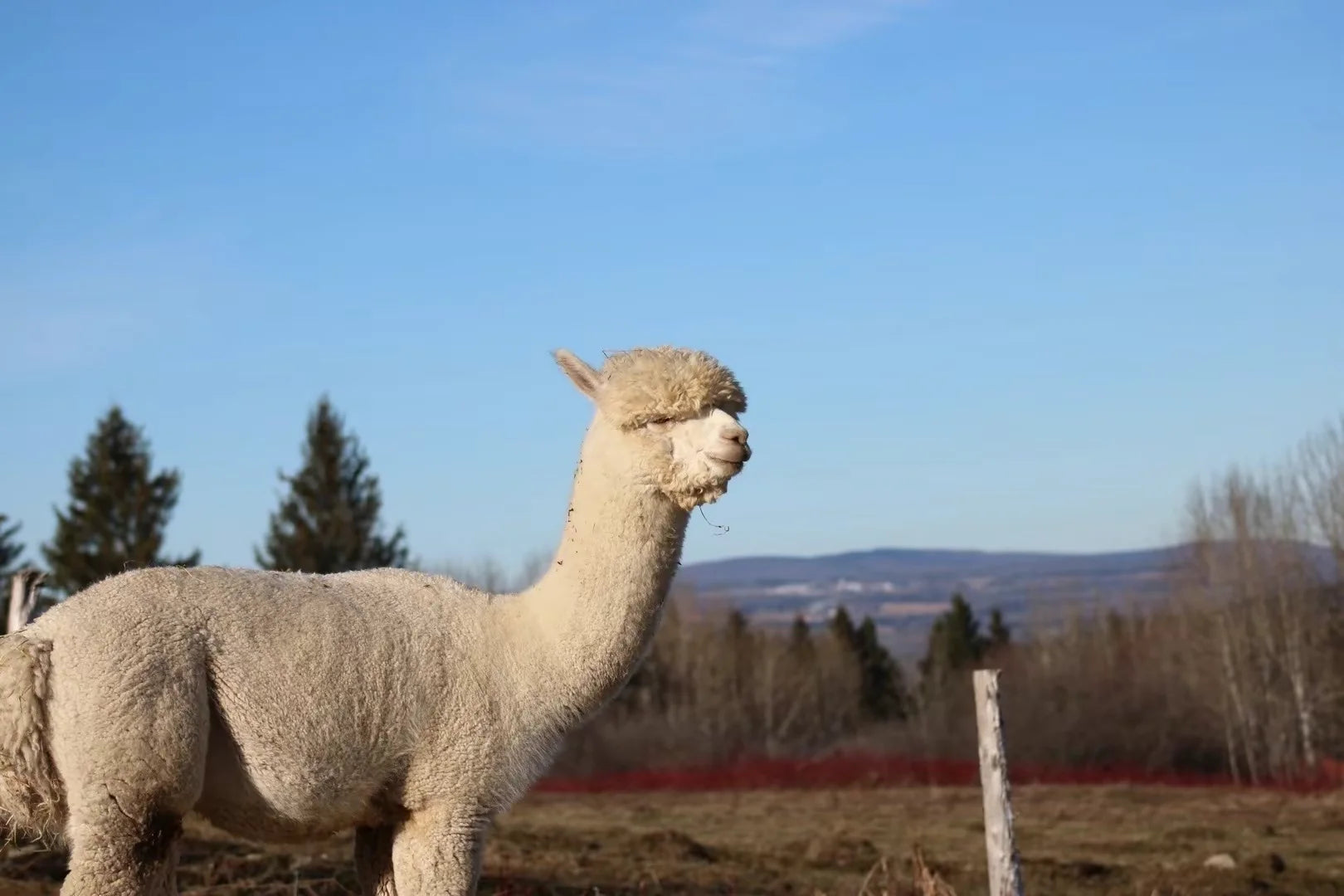 Les alpagas de la Ferme MarieBob